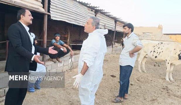 وضعیت بیماری‌های دامی در شهرستان دشتی پایش شد