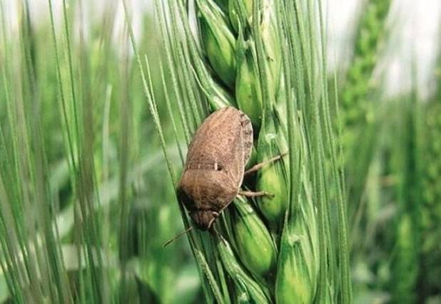 راهکارهای مدیریت و کنترل آفت سن گندم