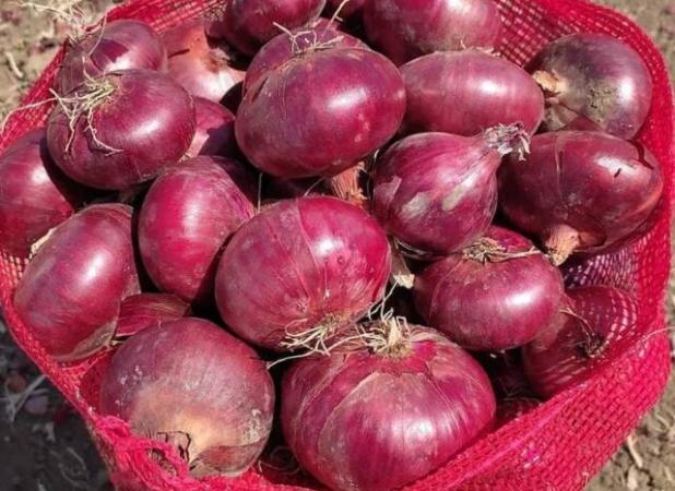 تولید ۱۱هزار تن پیاز در هرسین طی امسال/ دعوت از سرمایه‌گذاران برای فرآوری پیاز