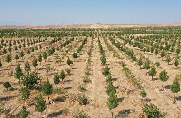 ارائه تسهیلات برای مشارکت مردم کرمان در زراعت چوب وکاشت درخت ضروری است