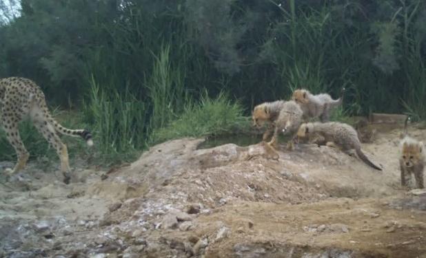 مشاهده 4 توله‌یوز همراه با مادرشان در توران+ عکس