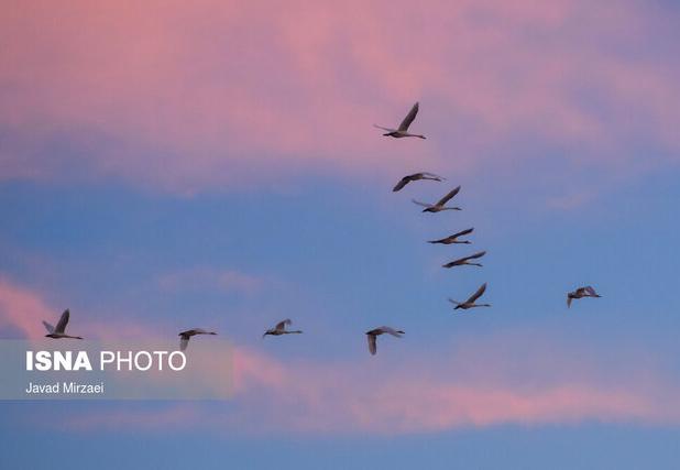 ورود نخستین گروه قوها و غازهای مهاجر به پارک ملی بوجاق