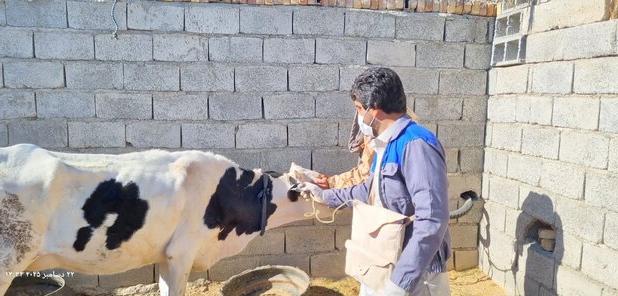 واکسیناسیون ۴۷ هزار رأس دام در سیستان و بلوچستان علیه بیماری «لمپی‌اسکین»
