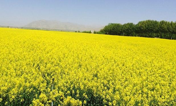دلایل تمرکز وزارت جهاد کشاورزی روی کشت کلزا