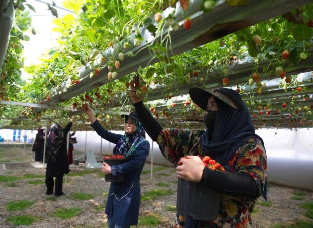بهبود کارایی کشت گلخانه‌ای با فناوری نانوحباب