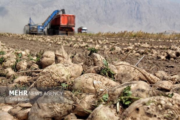 ثبت رکورد برداشت چغندرقند توسط کشاورزان لرستانی
