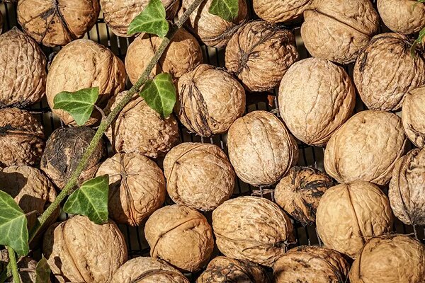 پیش‌بینی برداشت ۵ هزار تن گردو از باغات سلسله