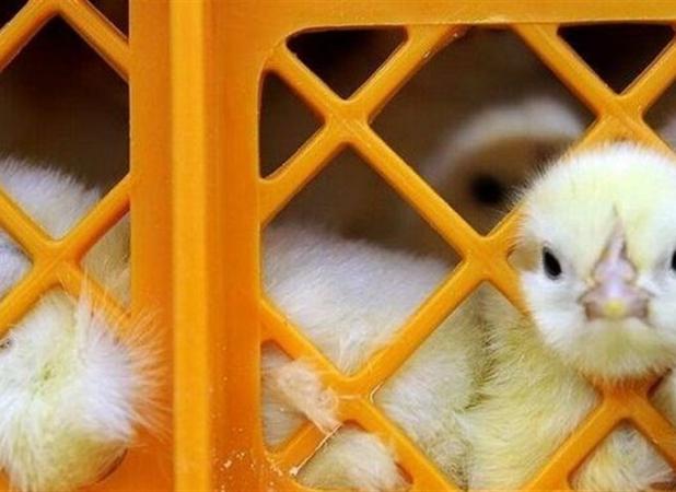 قیمت مصوب جوجه یک روزه ۲۸ هزار تومان شد