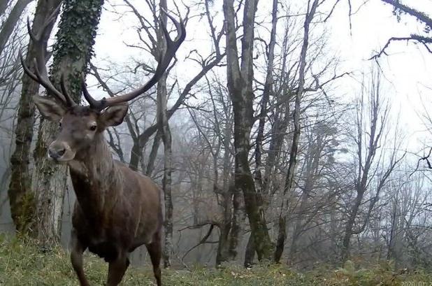 جهش: سرشماری مرال در جنگل‌های لنگرود پایان یافت