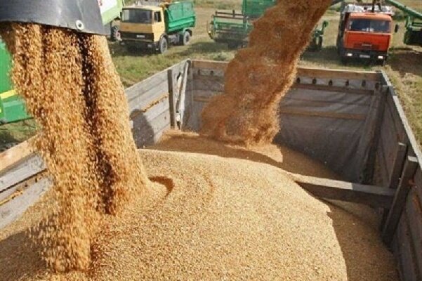 تامین ۵۰ هزار تن نهاده دامی در هرمزگان