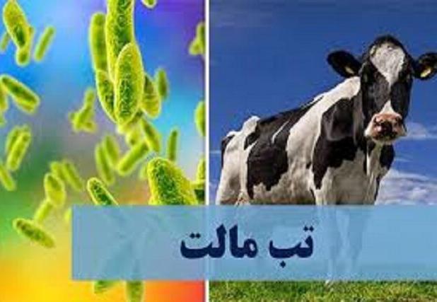 افزایش بیماری تب مالت در خراسان شمالی