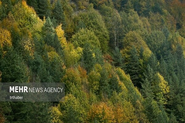 پایان جنگل خواران در تکیش؛ سوداگران مات شدند