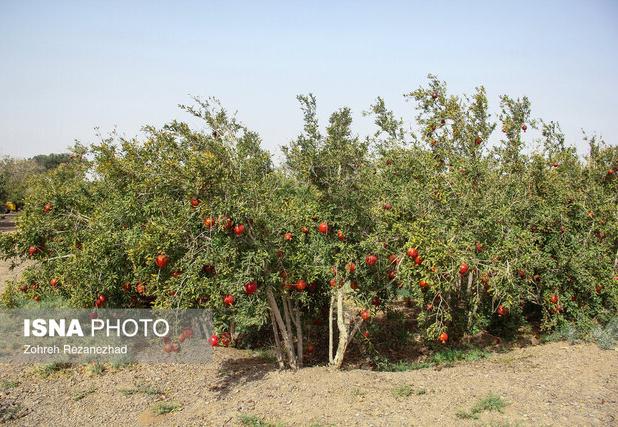 ۲۶ هزار هکتار از باغات قزوین شناسنامه‌دار شدند