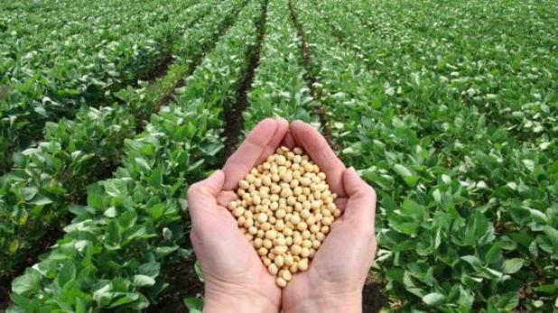 برداشت ۹۲۰ تن سویا در مزارع ساری/ عملکردی فراتر از انتظار در سال خشکسالی