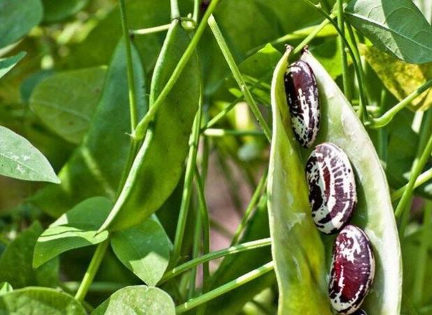 خمین رتبه نخست تولید لوبیا در کشور را دارد