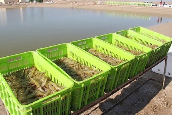معاون آبزی پروری اداره کل شیلات استان: تولید میگو در سیستان و بلوچستان به ۵۰۰۰ تن می‌رسد