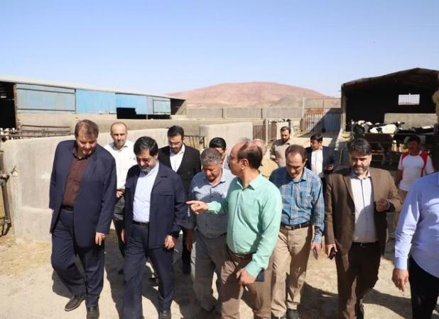 بررسی مشکلات دامداران قمی در بازدید استاندار از مجتمع دامشهر