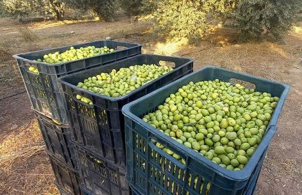 کشت زیتون مقاوم به سرما و خشکی در مینودشت