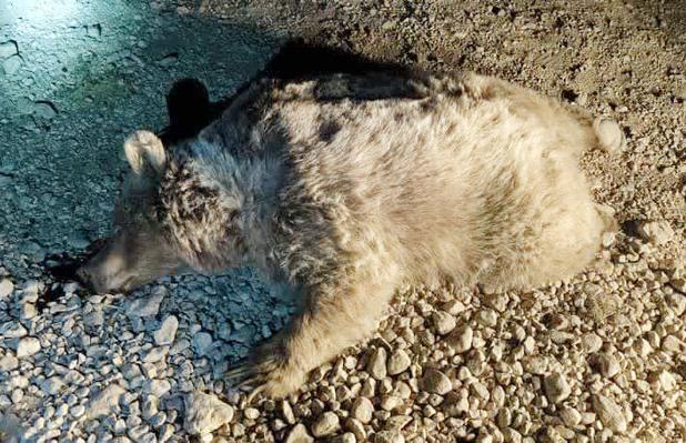 خرس قهوه‌ای در سرچهان فارس قربانی جاده‌های ناامن و خشکسالی شد