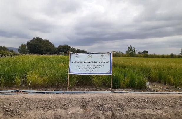 خشک کاری برنج در ۱۷ هکتار از شالیزارهای گلوگاه