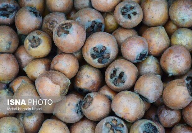 پیش بینی برداشت ۴۳۵۰ تنی ازگیل در گیلان