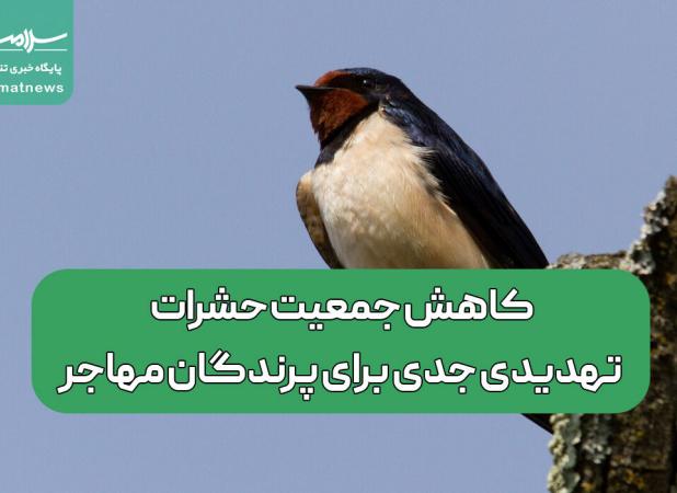 کاهش جمعیت حشرات، تهدیدی جدی برای پرندگان مهاجر