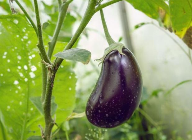 افزایش ۸۶ درصدی عملکرد در پرورش بادمجان با نانوعصاره گیاهی