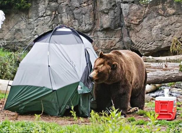 مهربانی با خرس‌ها کار دست اهالی مشگین‌شهر داد