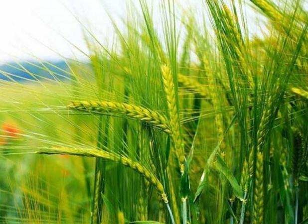 پیش بینی کاهش بیشتر صادرات گندم و ذرت اوکراین