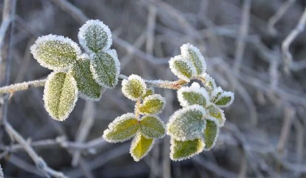 توصیه‌های فنی به کشاورزان برای روزهای سرد زمستان