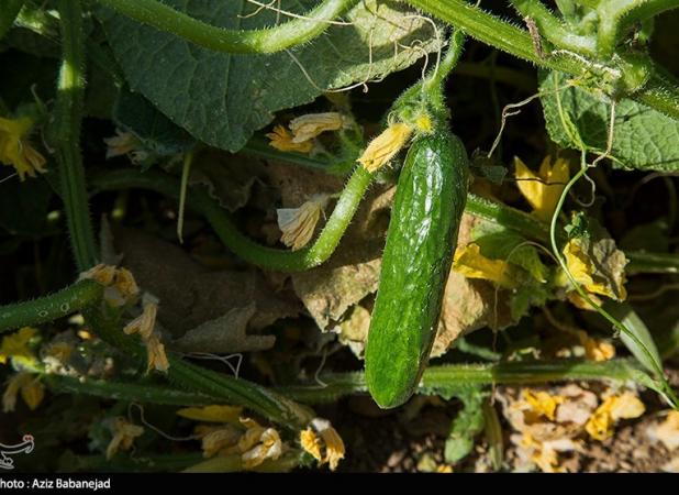 قیمت خیار به ۵۲۰۰۰ تومان رسید