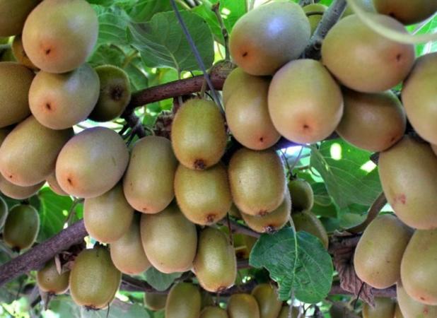 مشکل صادرات خشکبار و کیوی به روسیه موقتا رفع شد