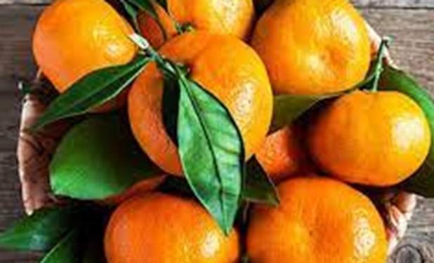 صادرات ۴۲۰۰تن نارنگی از میاندورود به خارج کشور