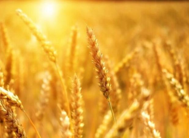 تولید ۲۵۰۰ تن بذر گواهی‌شده گندم در سال زراعی جدید