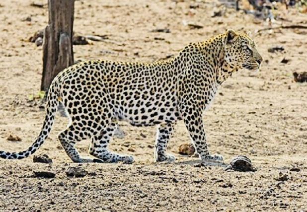 حمله پلنگ به دام‌های اهلی رودان/ ۶ رأس بز تلف شد