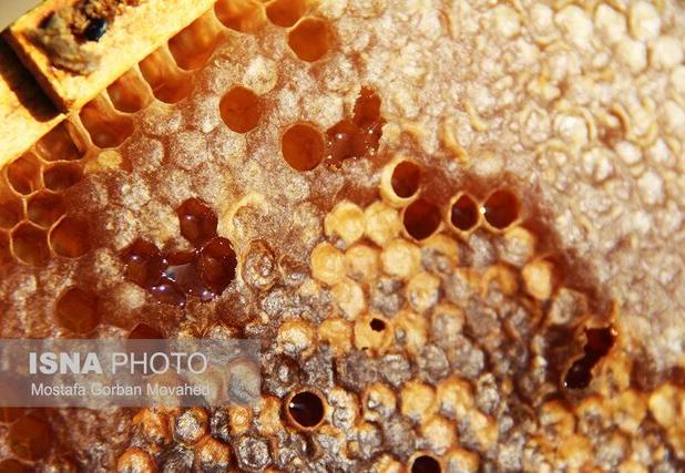 تولید بیش از۶۰۰ تُن عسل طبیعی در قزوین