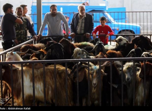 عرضه ۱۳ هزار رأس دام در تهران برای عید قربان