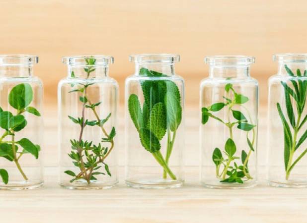 عرق یونجه و سه‌شیره، جایگزین آهن نیستند!