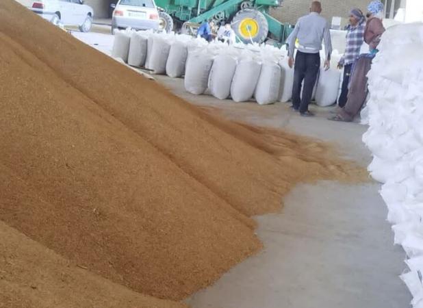 توزیع بیش از ۹ هزار تن نهاده‌های کشاورزی در کهگیلویه و بویراحمد