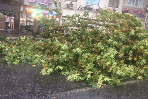 سقوط درخت کهنسال در خیابان شهید بهشتی بجنورد بر اثر وزش باد شدید