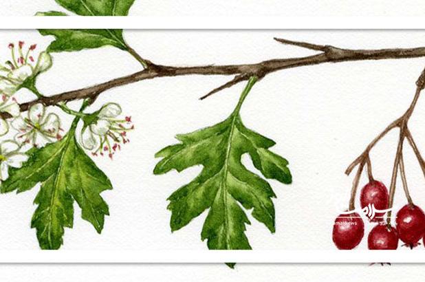 گیاهی که جرم دندان را می‌برد