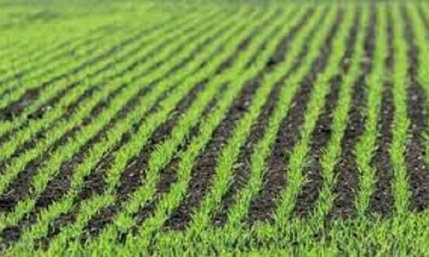 تبدیل ایلام، به یکی از قطب‌های تولید کشاورزی تا پایان برنامه هفتم