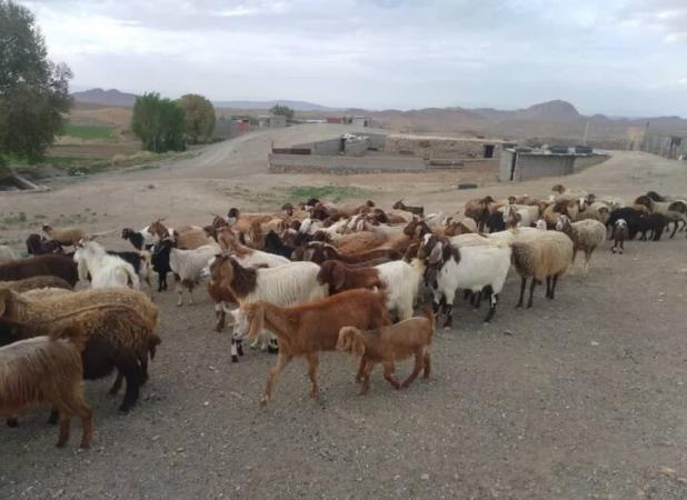 تامین ۱۷.۸ درصد گوشت دام سبک استان سمنان توسط بهره برداران شاهرودی