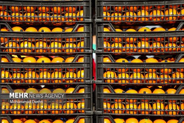 ۴۰ تن میوه تنظیم بازار در قرچک توزیع شد