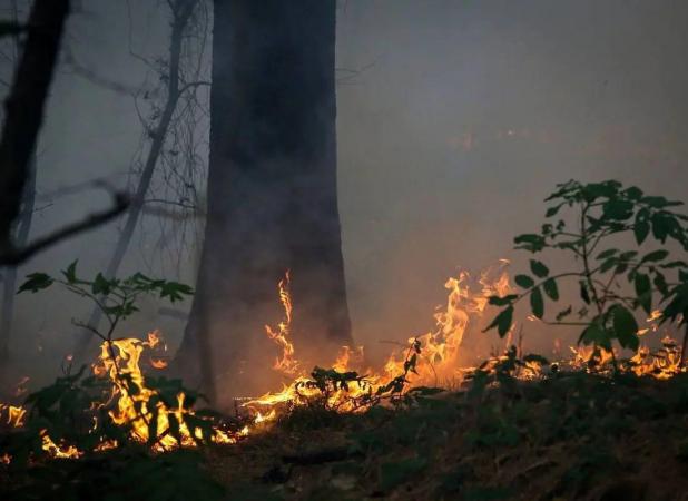 واکنش علیرضا قربانی به سوختن جنگل‌های هیرکانی