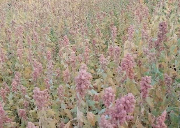 برداشت موفق «کینوا» در شهرستان زارچ