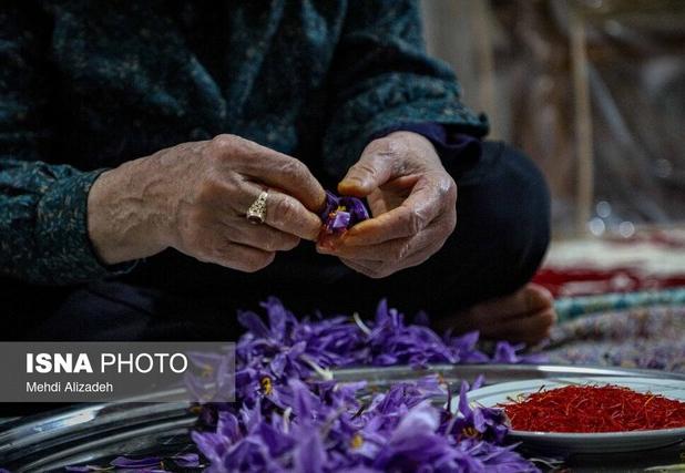 حمایت از زعفران‌کاران وامنان گلستان با حذف واسطه‌ها