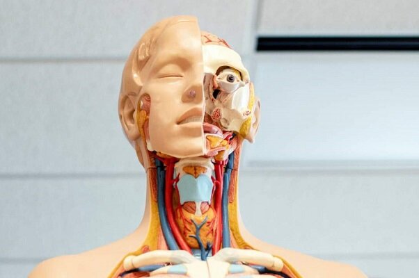 دلشاد: غربالگری کم‌کاری تیروئید نوزادان در خراسان شمالی اجرا می‌شود