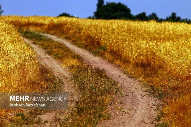 آغاز برداشت جو در شهرستان تربت جام 