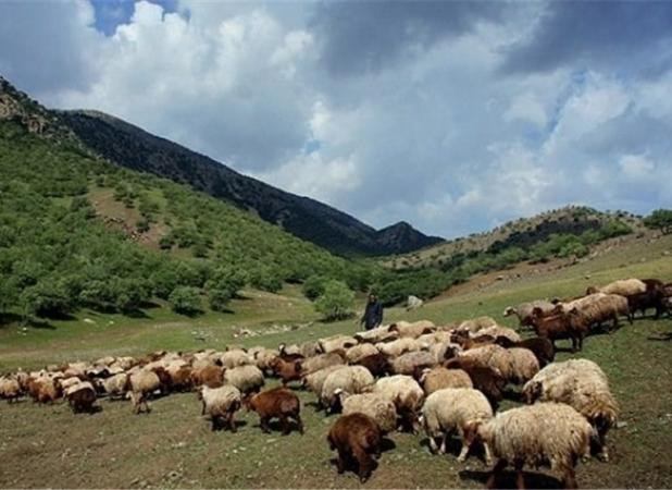 یک میلیون و ۳۰۰ هزار دام غیرمجاز جان زاگرس را گرفته‌اند